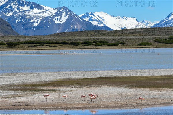 Chilean flamingos (Phoenicopterus chilensis) in their natural habitat in Perito Moreno National Park, Patagonia, Argentina, South America