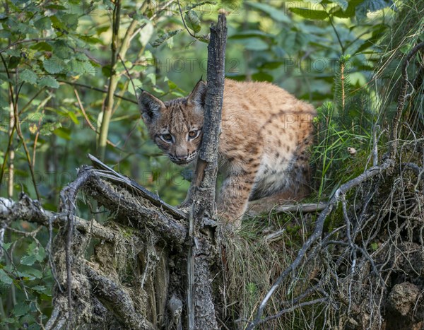 Eurasian lynx (Lynx lynx), young sitting on a tree root and looking attentively, captive, Germany, Europe
