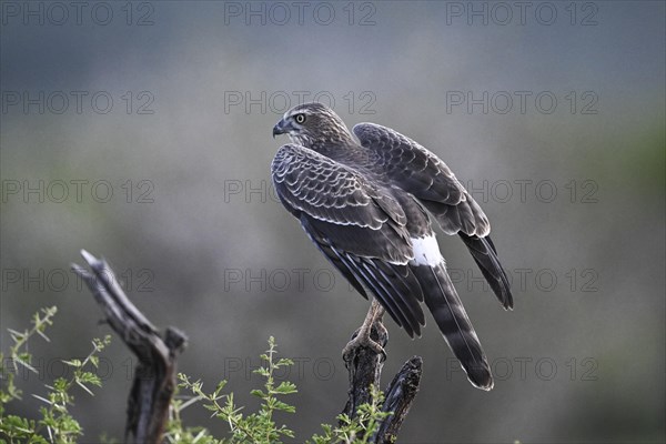 Silver Singing Goshawk, also known as pale chanting goshawk (Melierax canorus) juvenile, Madikwe Game Reserve, North West Province, South Africa, RSA, Africa