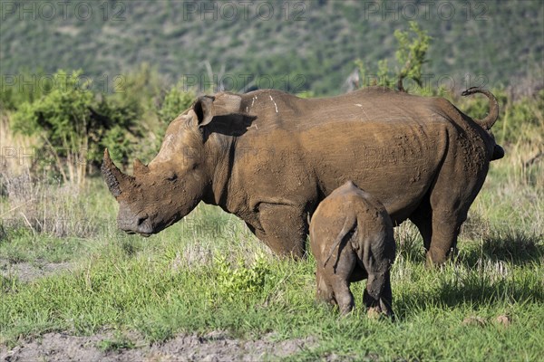 White rhinoceros (Ceratotherium simum) cow with baby, Madikwe Game Reserve, North West Province, South Africa, RSA, Africa