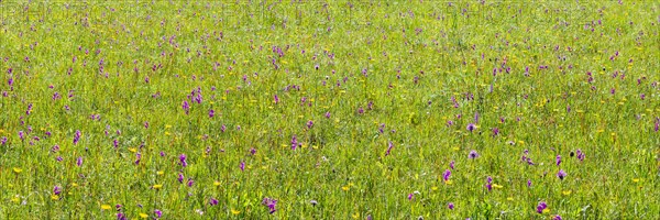 Orchids and ducal gentians, Schwanseepark, near Fuessen, Ostallgaeu, Bavaria, Germany, Europe