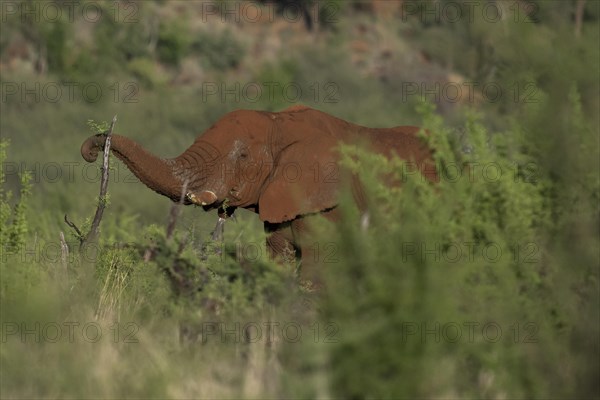 African elephant (Loxodonta africana) Madikwe Game Reserve, North West Province, South Africa, RSA, Africa