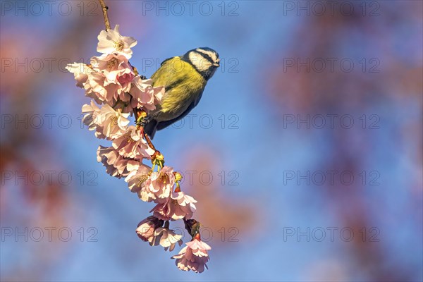 A Great tit bird perched on a twig amid vibrant pink cherry blossoms in a serene spring setting, Cyanistes caeruleus