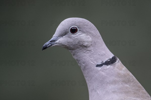 Eurasian collared dove (Streptopelia decaocto), portrait, Emsland, Lower Saxony, Germany, Europe