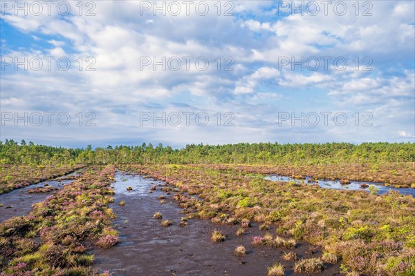 Ditches with mud after peat mining on a peat bog with a pine forest in summer