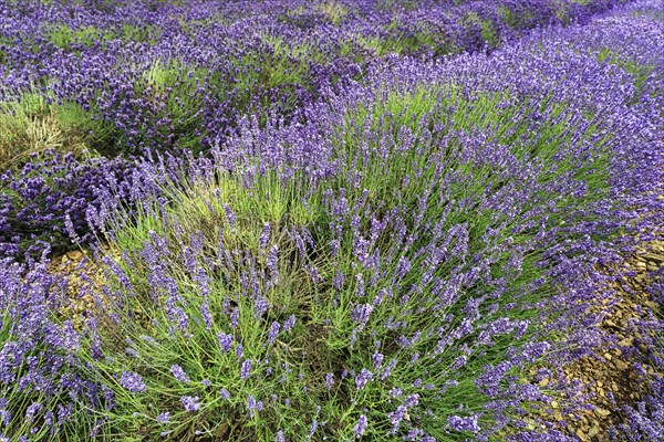 Lavender (Lavandula), lavender field on a farm, different varieties, Cotswolds Lavender, Snowshill, Broadway, Gloucestershire, England, Great Britain