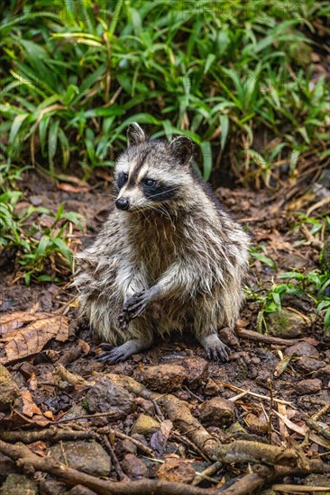 Raccoon in natural environment, close-up, portrait of the animal on Guadeloupe au Parc des Mamelles, in the Caribbean. French Antilles, France, Europe