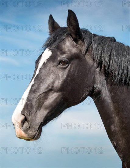AI generated, A black mare, portrait, blue sky, horse, horses