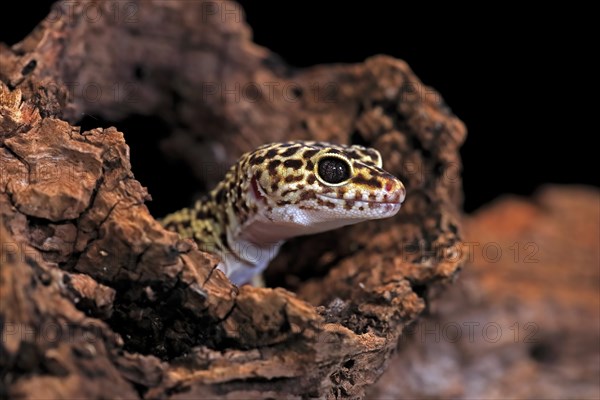 Leopard gecko (Eublepharis macularius), adult, portrait, looks out of burrow, captive