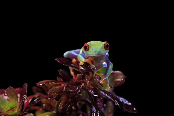 Red-eyed tree frog (Agalychnis callidryas), adult, on aeonium, captive, Central America