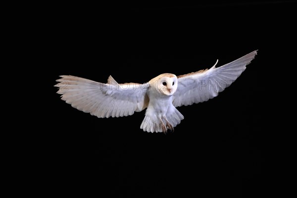 Barn owl, (Tyto alba), adult, flying, landing, on rocks, at night, Lowick, Northumberland, England, Great Britain