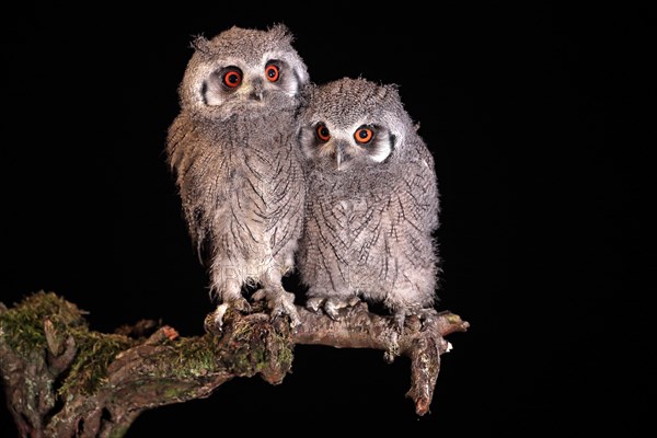 Southern white-faced owl (Ptilopsis granti), juvenile, two juveniles, siblings, at night, on guard, captive