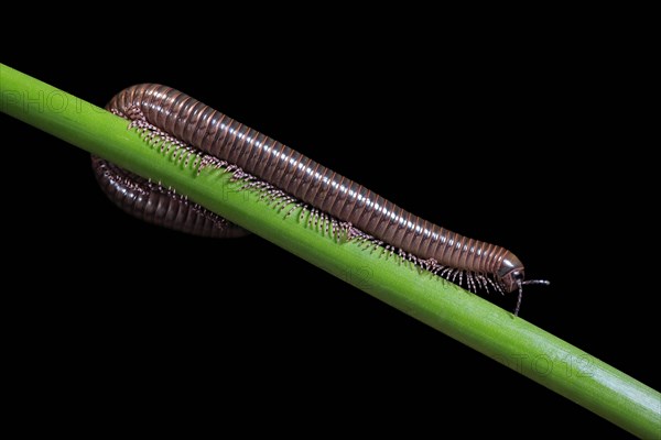 Millipedes (Diplopoda), adult, on plant stems, at night, Great Britain