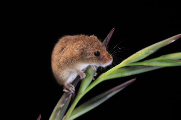 Eurasian harvest mouse (Micromys minutus), adult, on plant stalk, foraging, at night, Scotland, Great Britain