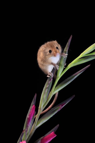 Eurasian harvest mouse (Micromys minutus), adult, on plant stem, flowering, foraging, at night, Scotland, Great Britain