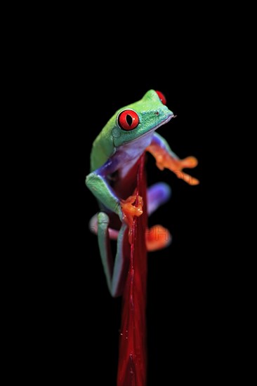 Red-eyed tree frog (Agalychnis callidryas), adult, on bromeliad, captive, Central America