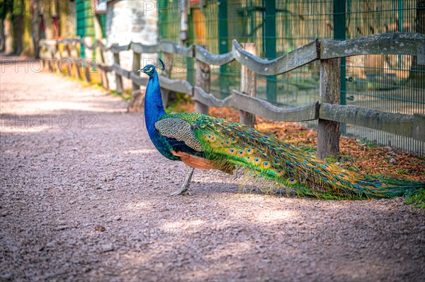 The peacock bird (Pavo cristatus) roams its territory, Leuna, Saxony-Anhalt, Germany, Europe