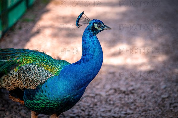 The peacock bird (Pavo cristatus) roams its territory, Leuna, Saxony-Anhalt, Germany, Europe