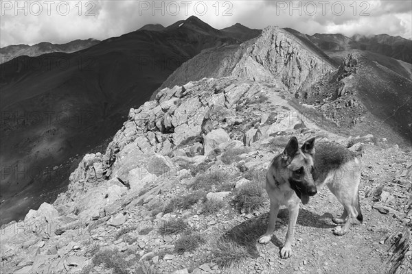 A black and white photo of a dog on a rocky mountain crest, Amazing Dogs in the Nature