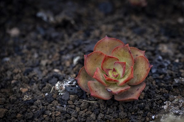 Aeonium, succulent, in lava rock, Lanzarote, Canary Islands, Spain, Europe