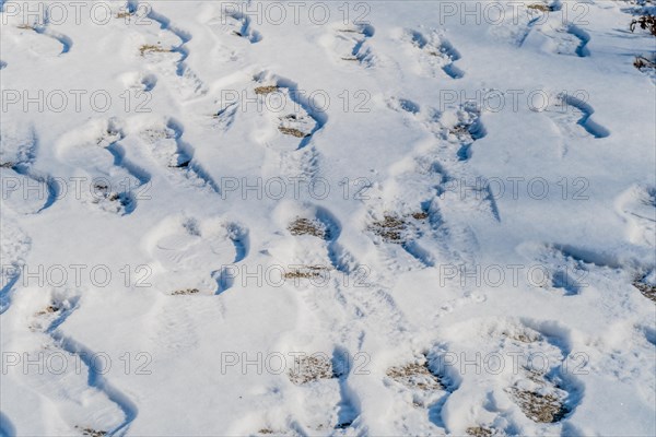 Multiple sets of footprints crisscrossing in the snow, creating an interesting textured pattern, in South Korea