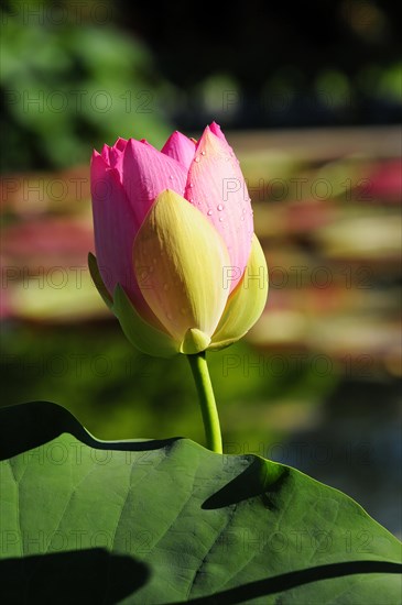 Bud of a pink lotus (Nelumbo), behind a large green leaf, Stuttgart, Baden-Wuerttemberg, Germany, Europe