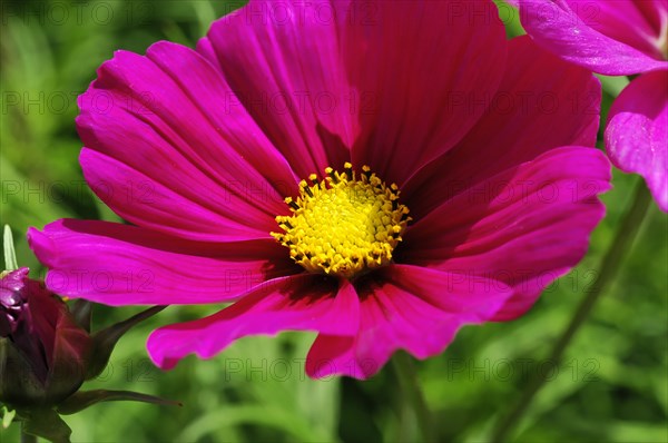 Close-up of a bright pink flower (Cosmea bipinnata), Cosmea, with yellow flower centre surrounded by greenery, Stuttgart, Baden-Wuerttemberg, Germany, Europe