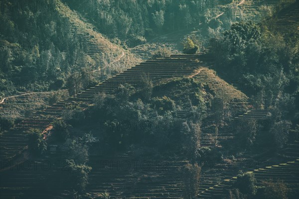 Dark and moody cinematic scenic of traditional terraced rice paddy in Lao Cai in Sa pa, Vietnam, Asia