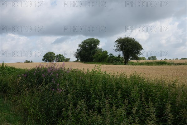 Tranquil landscape with field, trees and cloudy sky