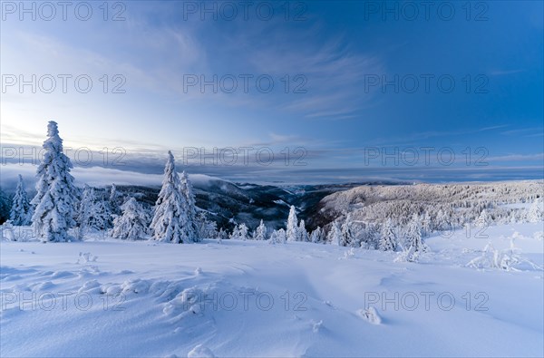 Winter on the Feldberg in front of sunrise, Breisgau-Hochschwarzwald district, Baden-Wuerttemberg, Germany, Europe