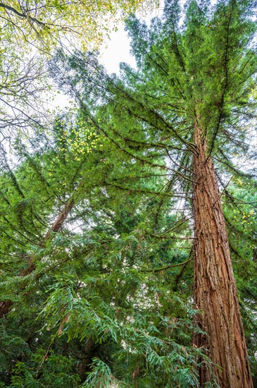 A large Sequoia tree towers in the forest, surrounded by green foliage, sequoia, Sequoioideae, Arboretum Burgholz, Wuppertal, Bergisches Land, North Rhine-Westphalia