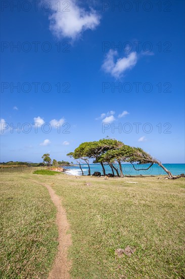 Nature in a special way, trees grow with the wind, a dreamlike landscape directly on the turquoise sea. Lonely sandy beaches in the Caribbean. Pointe Allegre on Basse Terre, Guadeloupe, French Antilles, North America