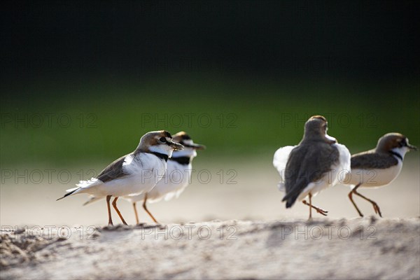 Slender-billed plover (Anarhynchus collaris) Pantanal Brazil