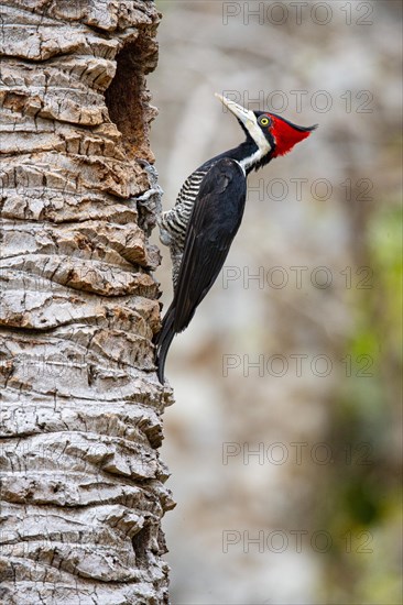 Crimson-crested woodpecker (Campephilus melanoleucos) Pantanal Brazil