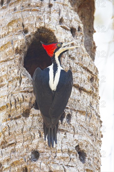 Crimson-crested woodpecker (Campephilus melanoleucos) Pantanal Brazil