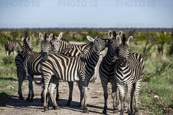 Plains zebra (Equus quagga) herd, Madikwe Game Reserve, North West Province, South Africa, RSA, Africa