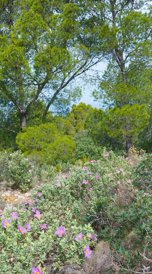Wild carpet of flowers with many pink-coloured blossoms, whitish cistus (Cistus albidus) in the pine forest, green trees in the background, barren, stony ground, Mediterranean vegetation, nature, Mediterranean Sea under blue sky in the background, hiking trail from Sant Elm to the old watchtower Torre Cala Basset, Serra de Tramuntana, Mediterranean island Majorca, Spain, Europe