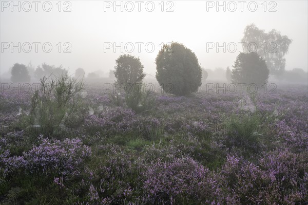 Heath landscape, flowering common heather (Calluna vulgaris), common broom (Cytisus scoparius) and common juniper (Juniperus communis), spider webs, morning mist, Lueneburg Heath, Lower Saxony, Germany, Europe