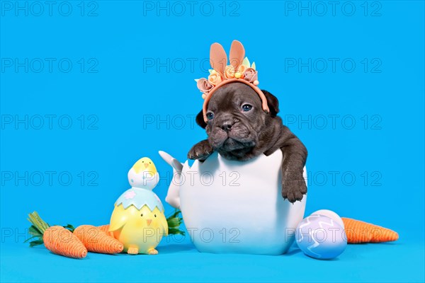 Cute black French Bulldog dog puppy with Easter bunny ears sitting in egg shell on blue background with decorative carrots and chicks