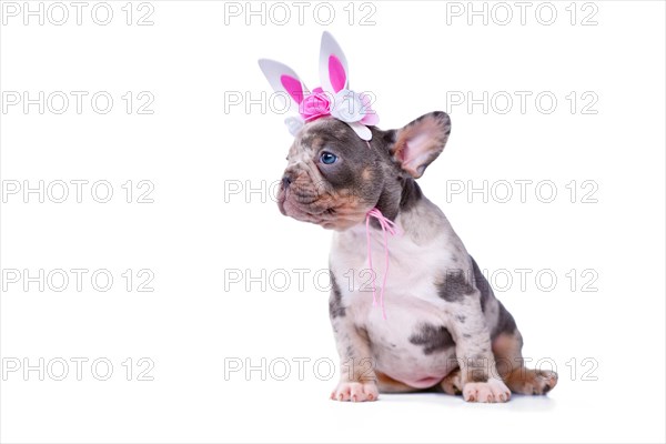 Cute merle tan French Bulldog dog puppy with Easter bunny headband on white background