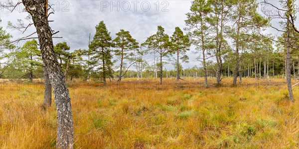 Broom common heather (Calluna Vulgaris) cross-leaved heath (Erica tetralix) and pines (Pinus), Wurzacher Ried, Bad Wurzach, Upper Swabia, Baden-Wuerttemberg, Germany, Europe