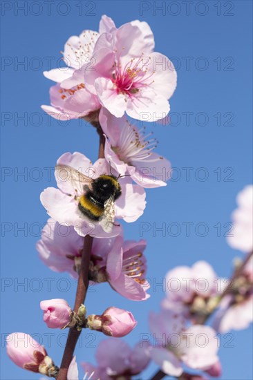 Flowering almond tree (Prunus dulcis) large earth bumblebee (Bombus terrestris), almond blossom, blue sky, Baden-Wuerttemberg, Germany, Europe