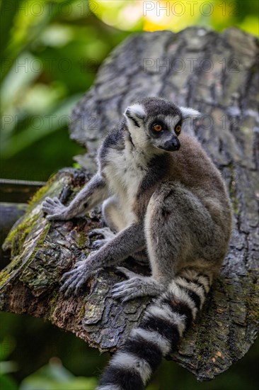 Lemurs in natural environment, close-up, portrait of the animal on Guadeloupe au Parc des Mamelles, in the Caribbean. French Antilles, France, Europe