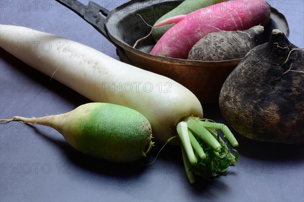 Various radishes, Raphanus