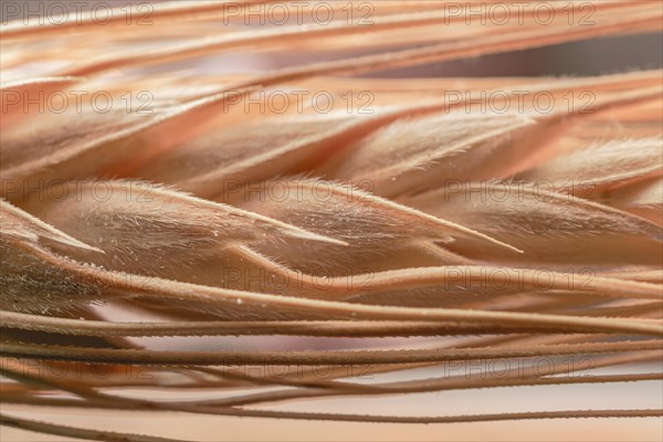 Macro photo of an ear of wheat showing its details