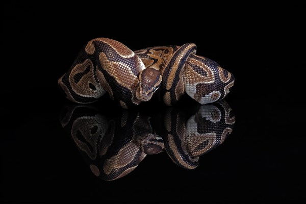 King python, (Python regius), adult, resting, captive, Central Africa, West Africa