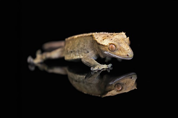 New Caledonian eyelash gecko (Correlophus ciliatus), adult, captive, New Caledonia, Oceania