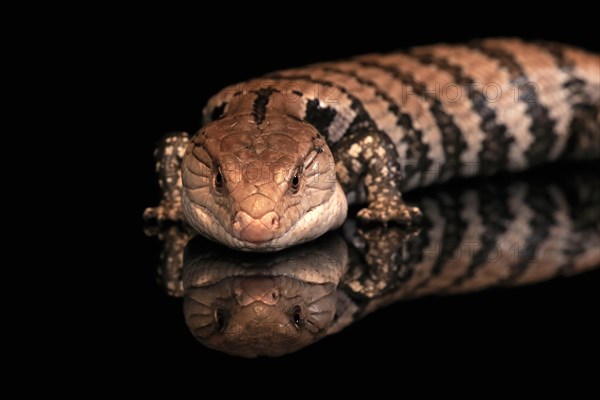 Indonesian blue-tongued skink (Tiliqua gigas), adult, captive, Indonesia, Asia