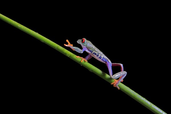 Red-eyed tree frog (Agalychnis callidryas), adult, on green stem, Aeonium, captive, Central America