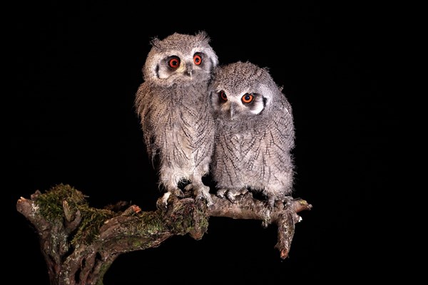 Southern white-faced owl (Ptilopsis granti), juvenile, two juveniles, siblings, at night, on guard, captive